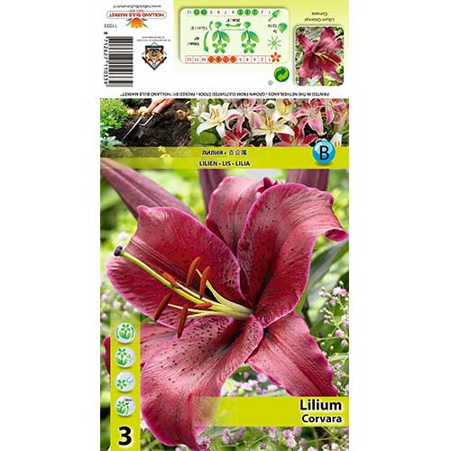 Lilija Corvara slika 1 članek 70427