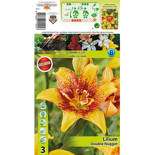 Lilija Double Nugget slika 1 članek 77820