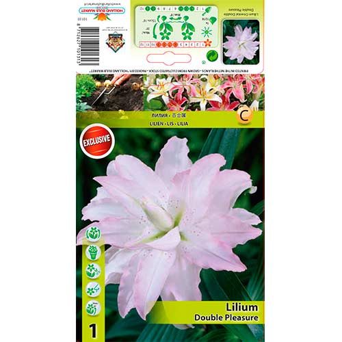 Lilija Double Pleasure slika 1 članek 76306