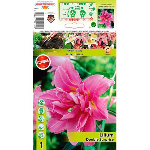 Lilija Double Surprise slika 1 članek 76307