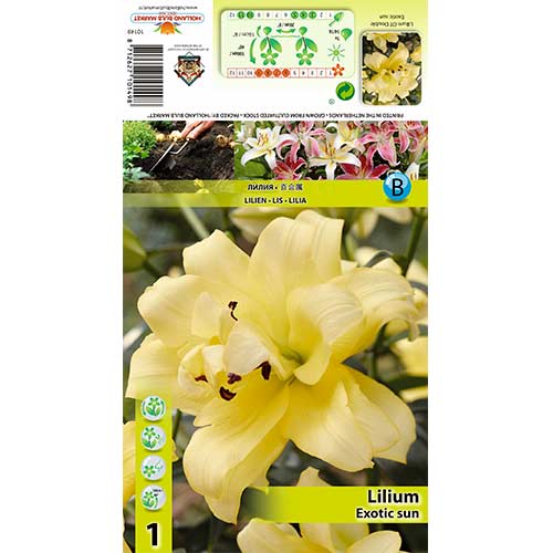 Lilija Exotic Sun slika 1 članek 70429