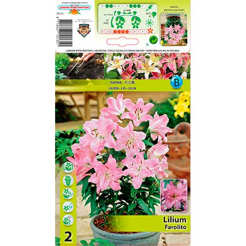 Lilija Farolito slika 1 članek 76308