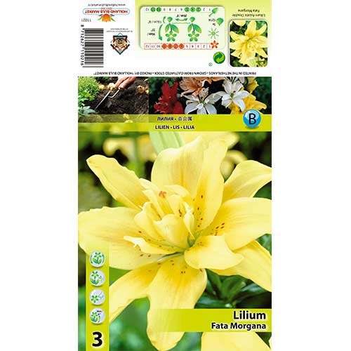 Lilija Fata Morgana slika 1 članek 70430