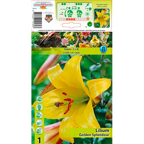 Lilija Golden Splendour slika 1 članek 76309