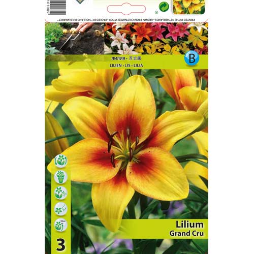 Azijska lilija Grand Cru slika 1 članek 76468