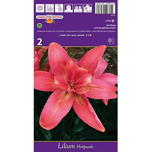 Lilija Hotpants slika 1 članek 77837