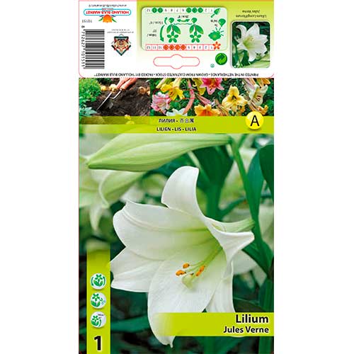 Lilija Jules Verne slika 1 članek 70432