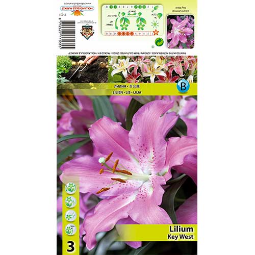 Lilija Key West slika 1 članek 70433