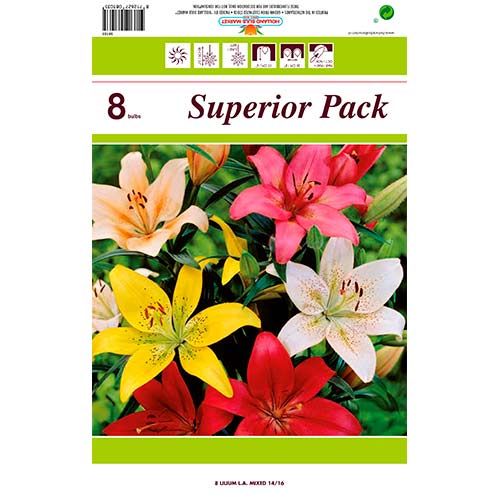 Lilija LA-Hybrid večbarvna mešanica slika 1 članek 76469