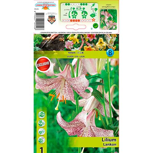 Lilija Lankon slika 1 članek 76312