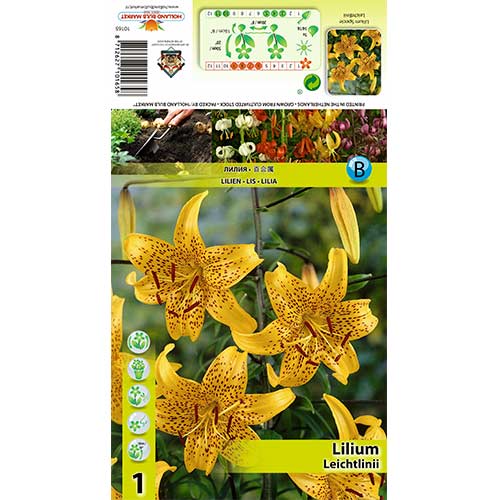 Lilija Leichtlinii slika 1 članek 70434