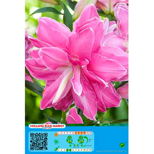 Lilija Lotus Wonder slika 1 članek 76665