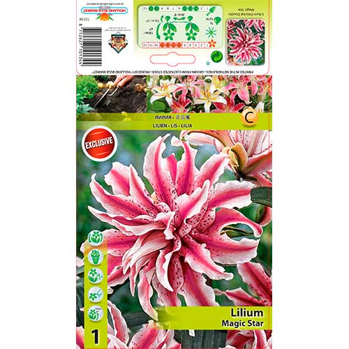 Lilija Magic Star slika 1 članek 76314