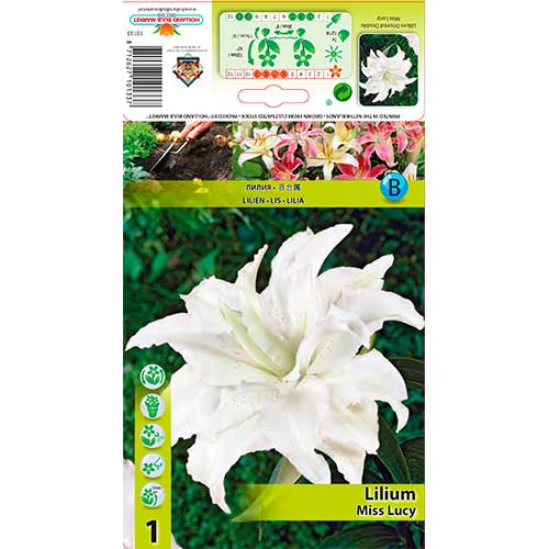 Lilija Miss Lucy slika 1 članek 76316