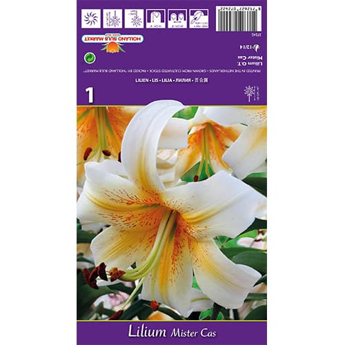 Lilija Mister Cas slika 1 članek 77841