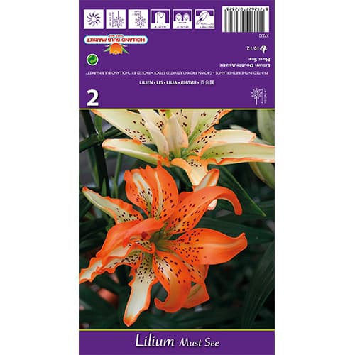 Lilija Must See slika 1 članek 77838