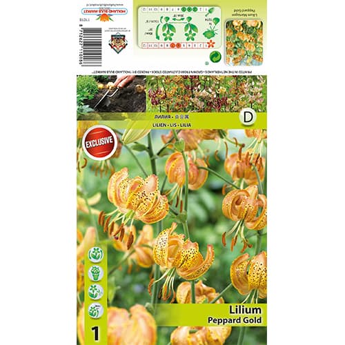 Lilija Peppart Gold slika 1 članek 77823