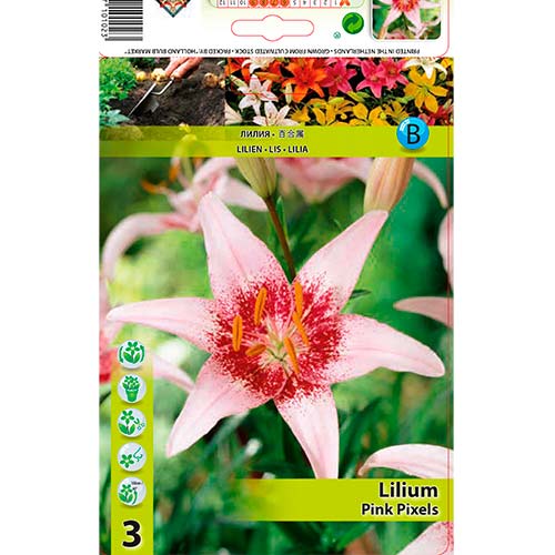 Lilija Pink Pixels slika 1 članek 70469