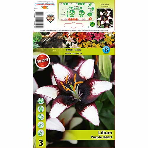 Lily Purple Heart slika 1 članek 76475