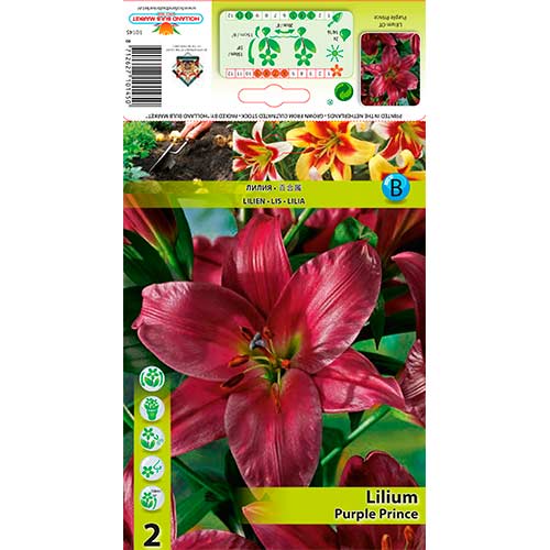 Lilija Purple Prince slika 1 članek 76319