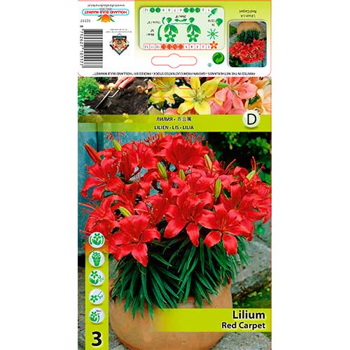 Lilija Red Carpet slika 1 članek 76320