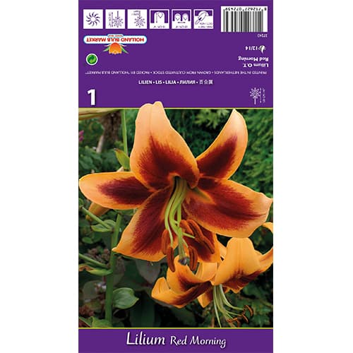 Lilija Red Morning slika 1 članek 77842