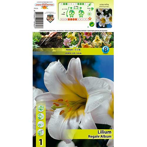 Lilija Regale Album slika 1 članek 70436