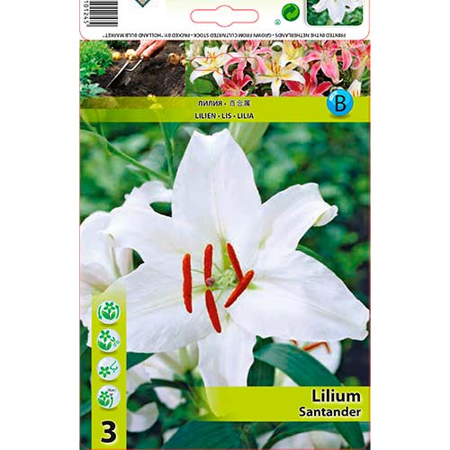 Orientalska Lily Santander slika 1 članek 76477