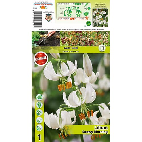 Lilija Snowy Morning slika 1 članek 77824