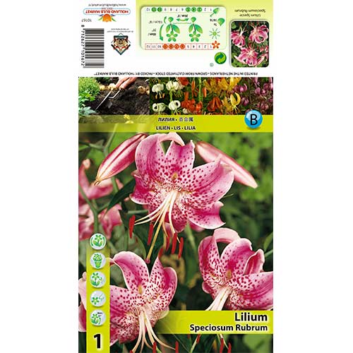 Lilija Speciosum Rubrum slika 1 članek 70438