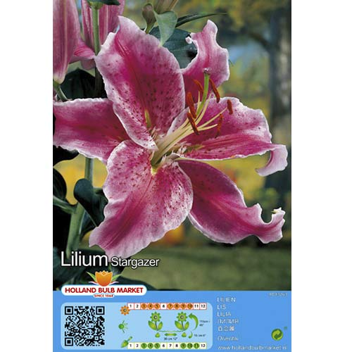 Lily Stargazer slika 1 članek 76479