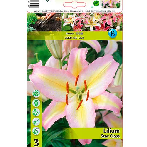 Lilija Starr Class slika 1 članek 76478