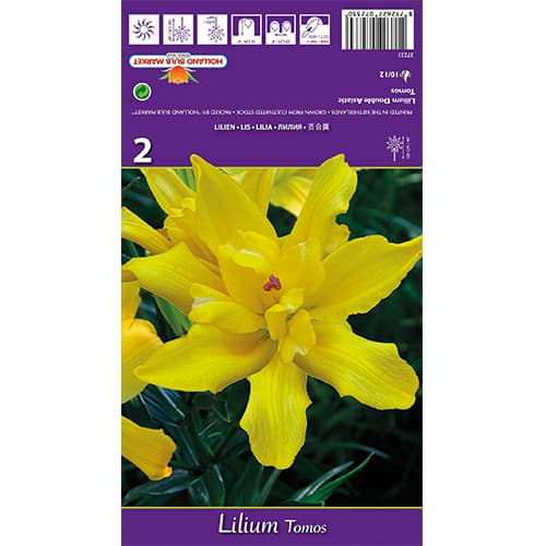 Lilija Tomos slika 1 članek 77839