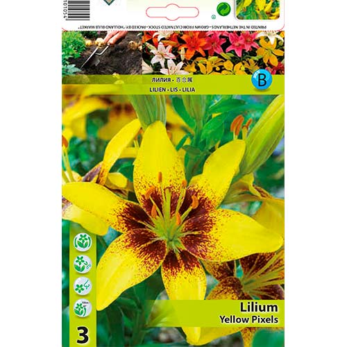 Lilija Yellow Pixels slika 1 članek 70470