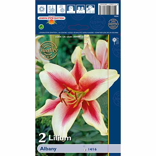 Lilija - drevo Albany slika 1 članek 70232