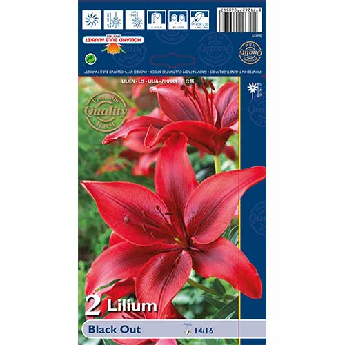 Azijska lilija Black Out slika 1 članek 67387