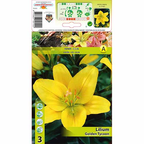 Lilija (LA-hibrid) Golden Tycoon slika 1 članek 76602