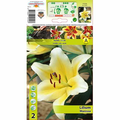 Lilija Manissa slika 1 članek 70276