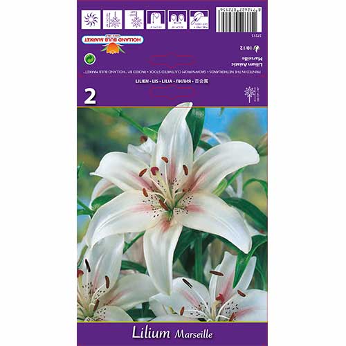 Lily Marseille slika 1 članek 70210