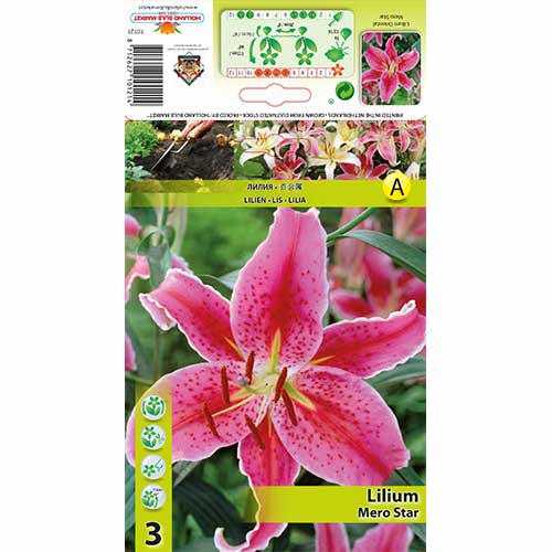 Orientalska Lily Mero Star slika 1 članek 76315