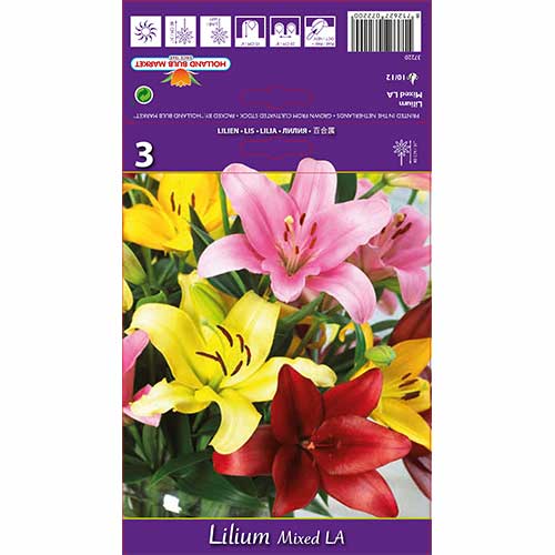 Orientalska lilija, mešanica slika 1 članek 70212