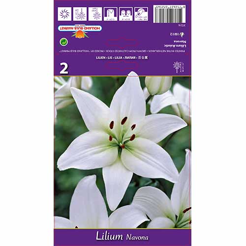 Azijska lilija Navona slika 1 članek 70211