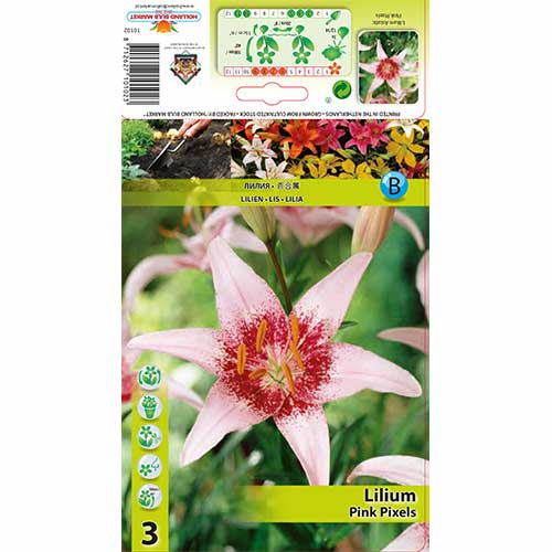 Lily Pink Pixels slika 1 članek 76605