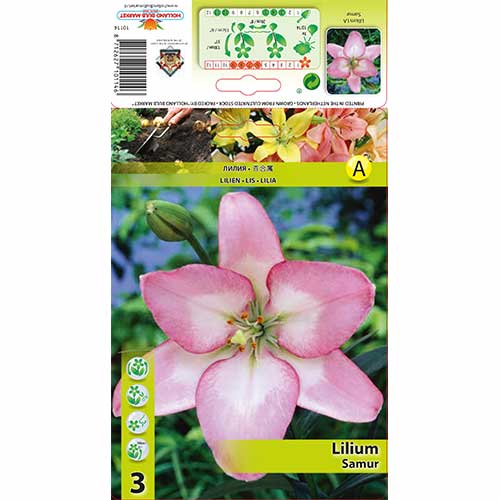 Lilija (LA-hibrid) Sable slika 1 članek 70274