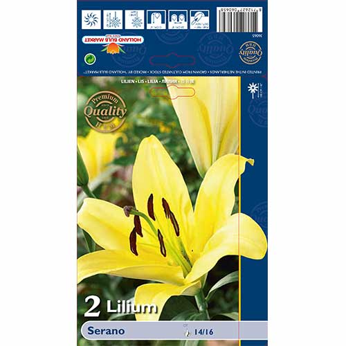 Lilija – drevo Cerano slika 1 članek 70233