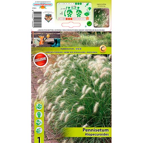 Lisičjerepa perjanka Alopecuroides slika 1 članek 76345