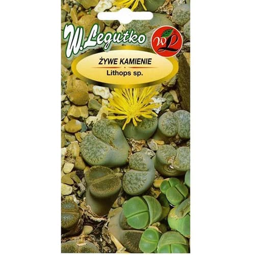 Lithops (živi kamen), večbarvna mešanica slika 1 članek 69640