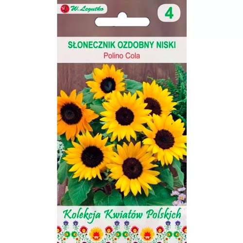Lončna okrasna sončnica Polino Cola slika 1 članek 86735