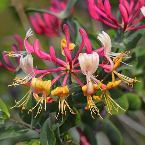 Lonicera periclymenum Belgica Select, С2 slika 1 članek 7786