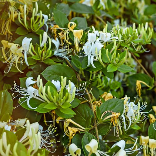 Lonicera periclymenum Graham Thomas, С2 slika 1 članek 7787